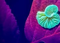 La luz ultravioleta revela cómo algunos animales verían este hongo que se encontraba adherido a una hoja.
