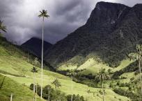 En el Valle del Cocora se elevan ejemplares de la palma de cera, que atrae al loro orejiamarillo a su terreno.