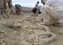 El Titanomachya gimenezi es el primer saurópodo reconocido en la formación La Colonia en Argentina.
