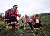 Comunidad de Jajahuana reforestando en Callabamba, Cusco, Perú.