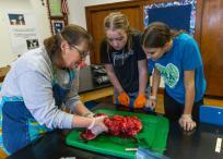 Cindy Eggleston, profesora de ciencias, muestra órganos de venado a sus alumnas Kella Morris y Makenzie Mason.