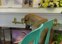 Los asistentes del funeral de la dueña del cachorro capturaron el emotivo momento en video.