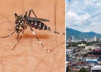 Aumentan los casos de dengue en Pereira.