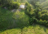 En Honduras, Guatemala y Venezuela, que no habían sido tradicionalmente países productores, han surgido cultivos de coca recientemente. 