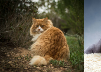 Desde su pelaje hasta la forma de su nariz: las características de los gatos más lindos del mundo.