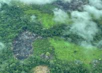 Los grandes parches de deforestación se van comiendo la selva virgen.