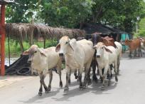 En La Mojana sacan el ganado de las zonas inundadas