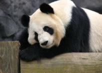 Los pandas gigantes, de origen de Asia central, son animales muy inusuales que se alimentan casi exclusivamente de bambú,