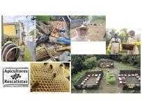 Rescate de abejas realizado por Abejas y Rescatistas.