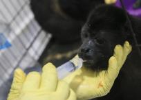 Un mono aullador negro recibe tratamiento por deshidratación en el sur de México, donde decenas han muerto recientemente.