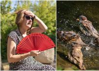 El calor no da tregua en Corea del Sur, donde han muerto ya 763.000 animales de granja