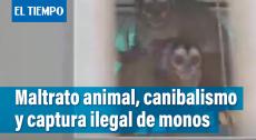Maltrato animal, canibalismo y captura ilegal de ejemplares son algunos de los hallazgos reportados.