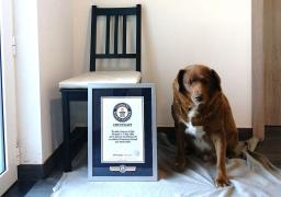 Bobi fue reconocido como el perro más viejo del mundo al alcanzar los 30 años.