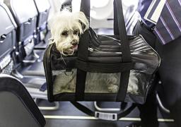 Un perro viajando en avión