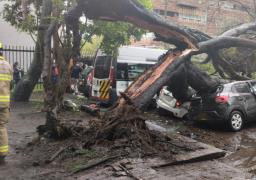 En los últimos tres meses se han atendido más de 400 emergencias por volcamiento de árboles