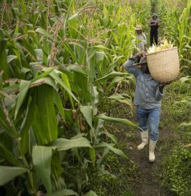 Colombia es uno de los 21 países en riesgo con mayor riesgo de seguridad alimentaria, debido al bajo consumo de alimentos, según los datos del Programa Mundial de Alimentos (PMA).