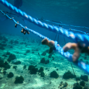 Corales sembrados en San Andrés