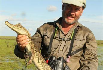 El caimán de anteojos, babilla o guagipal es una especie de reptil carnívoro que habita generalmente en pantanos, se ubica en Centroamérica y México. (Sergio Ocampo Tobón, guía experto en naturaleza).