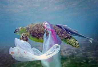 Las tortugas son unas de las especies más afectadas. A menudo ingieren y se enredan en bolsas plásticas, lo que puede causarles pérdida de aletas o muerte por asfixia.