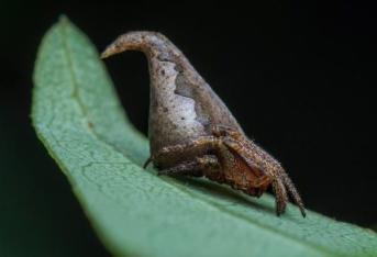 La araña 'Eriovixia gryffindori' fue hallada en la India y recibe su nombre en honor a la saga Harry Potter. La forma de la cola de la araña se asemeja al sombrero seleccionador que aparece en los libros y películas.