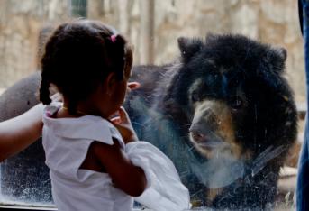 La Corte Suprema de Justicia tumbó el habeas corpus que ordenaba el traslado del oso de anteojos ‘Chucho’ del  zoológico de Barranquilla hacia la reserva natural Río Blanco, en Manizales.