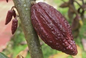Gracias al cacao clonado, que comenzó como un proceso experimental de la Corporación Colombiana de Investigación Agropecuaria (Corpoica),  la producción nacional del fruto supera los 1.500 kilos del cultivo por hectárea.