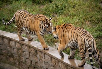 El Parque del Tigre Siberiano Hengdaohezi es uno de los centros de cría más grande de China y está ubicado en Mudanjiang, al Noreste de este país.