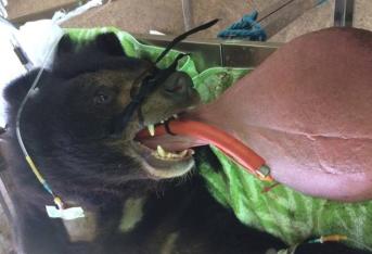 El oso Nyan Htoo volvió a recuperar su vida después de que veterinarios lo operaran para extirpar su lengua. Esta estaba hinchada y llegó a pesar 3 kilogramos.