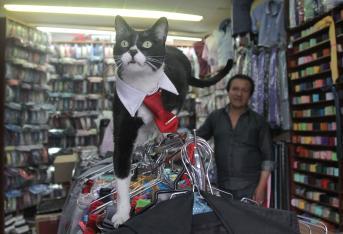 El pelaje negro con blanco, sus patas definidas, el porte de mayordomo, el cuello y la corbata que luce, lo han convertido en el gato más famoso del centro.