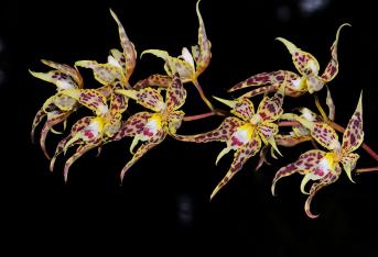 La orquídea fue denominada la flor emblemática de Colombia por la Academia Nacional de Historia en 1936. Esta es una Odontoglossum gloriosum y es posible encontrarla en el Parque Nacional Natural Chingaza.