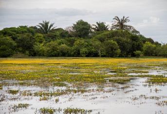 La Orinoquia es una región compleja y diversa, en la que se encuentran ecosistemas únicos que cumplen funciones muy importantes para mantener el equilibrio ecológico con la Amazonia y la región Andina. Las Sabanas inundables
de Cinaruco constituyen ecosistemas estratégicos para el país.