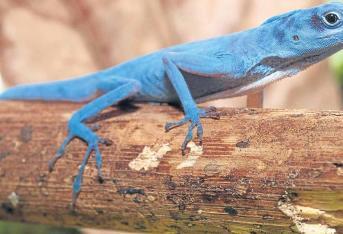 El lagarto azul de gorgona es procdente de una isla ubicada a 35 km al oeste de la costa del Pacífico colombiano. Junto con la Isla Malpelo.