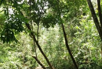 La Reserva Natural de Tanimboca es una zona de bosque protegida para preservar la flora y fauna silvestre de la Amazonia y se encuentra a 8 kilómetros de Leticia en la aldea Huitoto