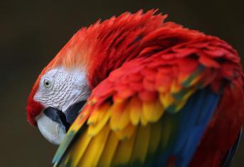 Del 13 al 17 de febrero se celebrará la quinta Feria Internacional de aves el Colombia BirdFair en Cali.