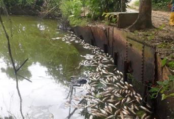 Tras un derrame de crudo que se presentó el pasado 5 de abril en la vereda Campo seis, corregimiento de El Centro (Barrancabermeja), se evidenciaron afectaciones ambientales en un pozo de piscicultura de uno de los predios del sector, en donde se registró la muerte de más de 6 mil peces.