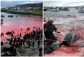 Cerca de 250 balleas y delfines fueron masacrados en la ciudad de Torshavn, capital de las Islas Feroe, un archipiélago que pertenece al Reino de Dinamarca.