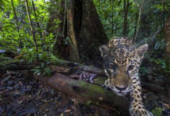 Un fotógrafo del grupo World Wildlife Fund (WWF), Emmanuel Rondeau, ha capturado las primeras imágenes de alta resolución de jaguares en su hábitat natural tomadas con cámara trampa en la Reserva Natural de Nouragues, una selva tropical rodeada por el Escudo de las Guayanas cerca del Amazonas.