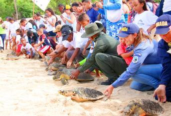 En conmemoración del Día Mundial de los Océanos, del Medio Ambiente y el de la Tortuga Marina, el Parque Corales del Rosario y de San Bernardo realizó ayer una jornada de liberación masiva de este reptil .