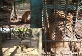 Una crítica situación se viene presentando desde hace un tiempo en el zoológico de la ciudad de Jartum, en Sudán: los leones están desnutridos. Al parecer, una situación económica crítica ha llevado a la escasez de alimentos para las especies que, lástimosamente, perecen de a poco.