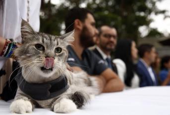 Romeo Aslan se convirtió en el primer paciente felino al que le fue implantado un marcapasos, en Colombia.