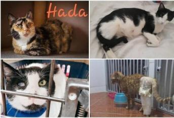 Estos son algunos de los gaticos que han sido recogidos por algunas Fundaciones y que están a la espera de ser adoptados.