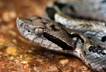 Entre las especies nuevas están "la víbora Yope de montaña, la serpiente Bandera boliviana.