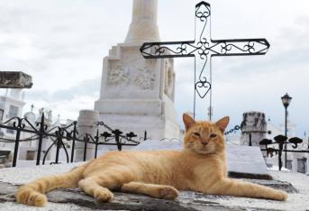 El lugar también es el centro de una particular anécdota de la que son protagonistas por lo menos una decena de gatos que habitan en medio de las tumbas centenarias.