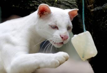 Primera felina albina del país se puede conocer en el zoológico de Medellín