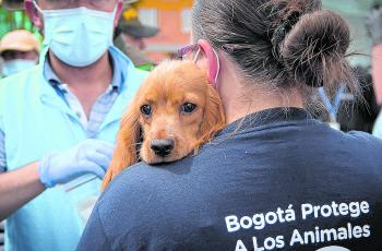En el 2017 se dieron en adopción 212 perros y gatos que fueron rescatados por el Instituto de Protección Animal en la ciudad.