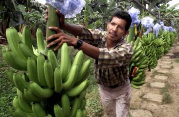 El banano llega hoy a nuevos mercados, hay nuevos derivados, con más calidad y más exportaciones.