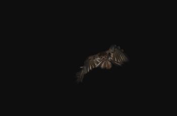 Imagen de un guácharo volando al interior de la caverna.