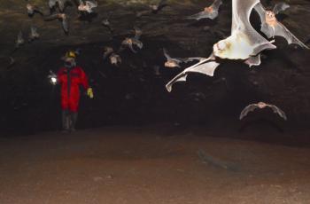 El biólogo Jairo Torres caminando entre miles de murciélagos.