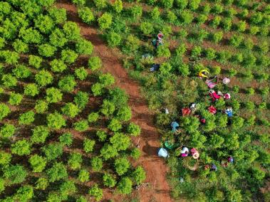 Dentro de los campos de cultivos ilegales se ven familias enteras, ancianos y madres solteras con sus hijos.