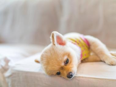 Los perros tienden a desarrollar lazos muy fuertes con sus dueños.